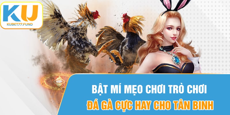 Bật mí mẹo chơi trò chơi đá gà hay cho tân bình