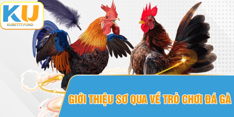 Giới thiệu sơ qua về trò chơi đá gà