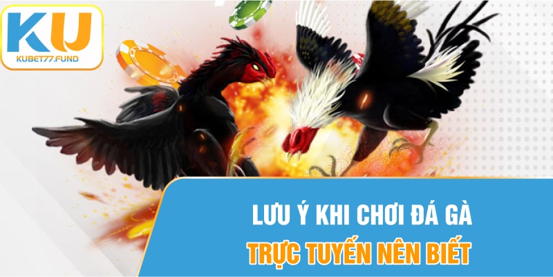 Lưu ý khi chơi đá gà trực tuyến người chơi nên biết