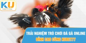 Trải Nghiệm Trò Chơi Đá Gà Đỉnh Cao Tại KUBET77