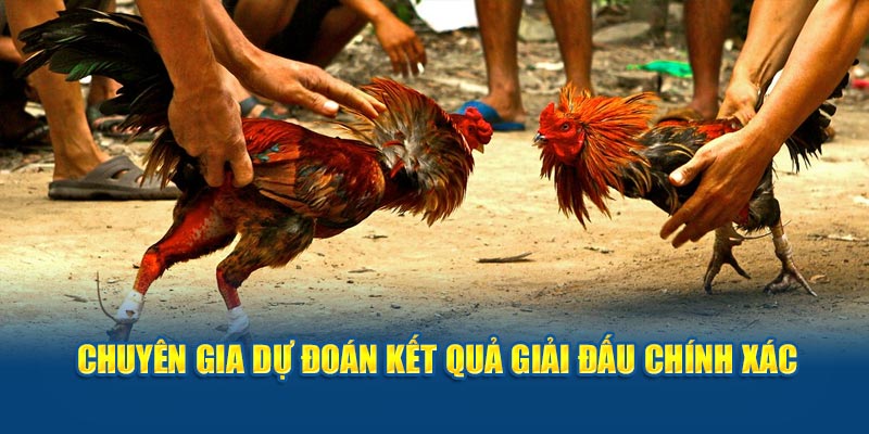 Chuyên gia dự đoán kết quả giải đấu chính xác 