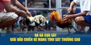 đá gà cựa sắt
