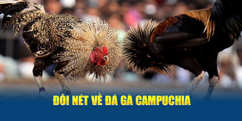 Đôi nét về đá gà Campuchia