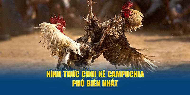 Hình thức chọi kê Campuchia phổ biến nhất
