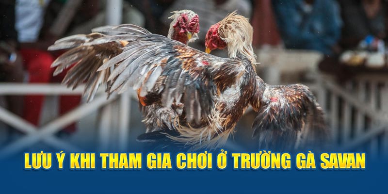Lưu ý khi tham gia chơi ở trường gà Savan