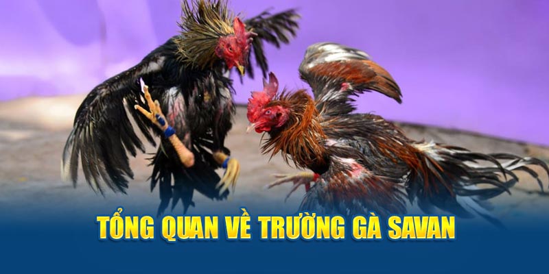 Tổng quan về trường gà Savan