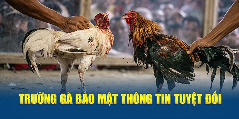 Trường gà bảo mật thông tin tuyệt đối