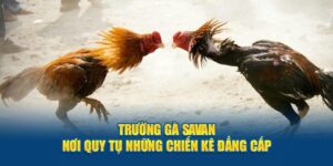 trường gà Savan