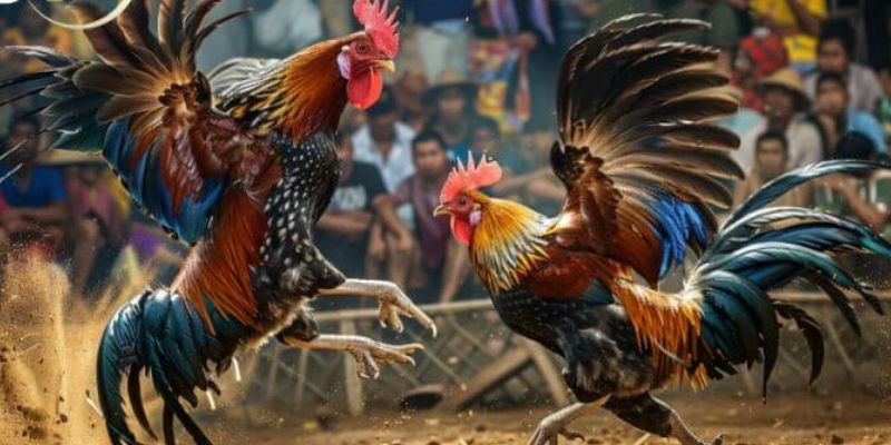 Tìm hiểu một vài điểm cơ bản cần biết về trường gà Thomo